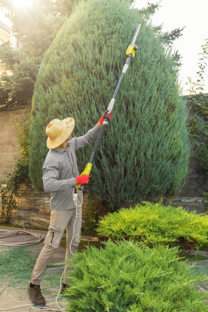 How Our Tree Care Process Works  in Fairfax, CA